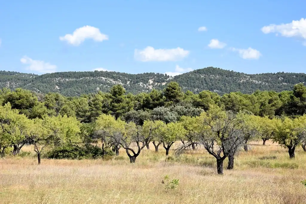 Industrial land for sale in Fuentespalda