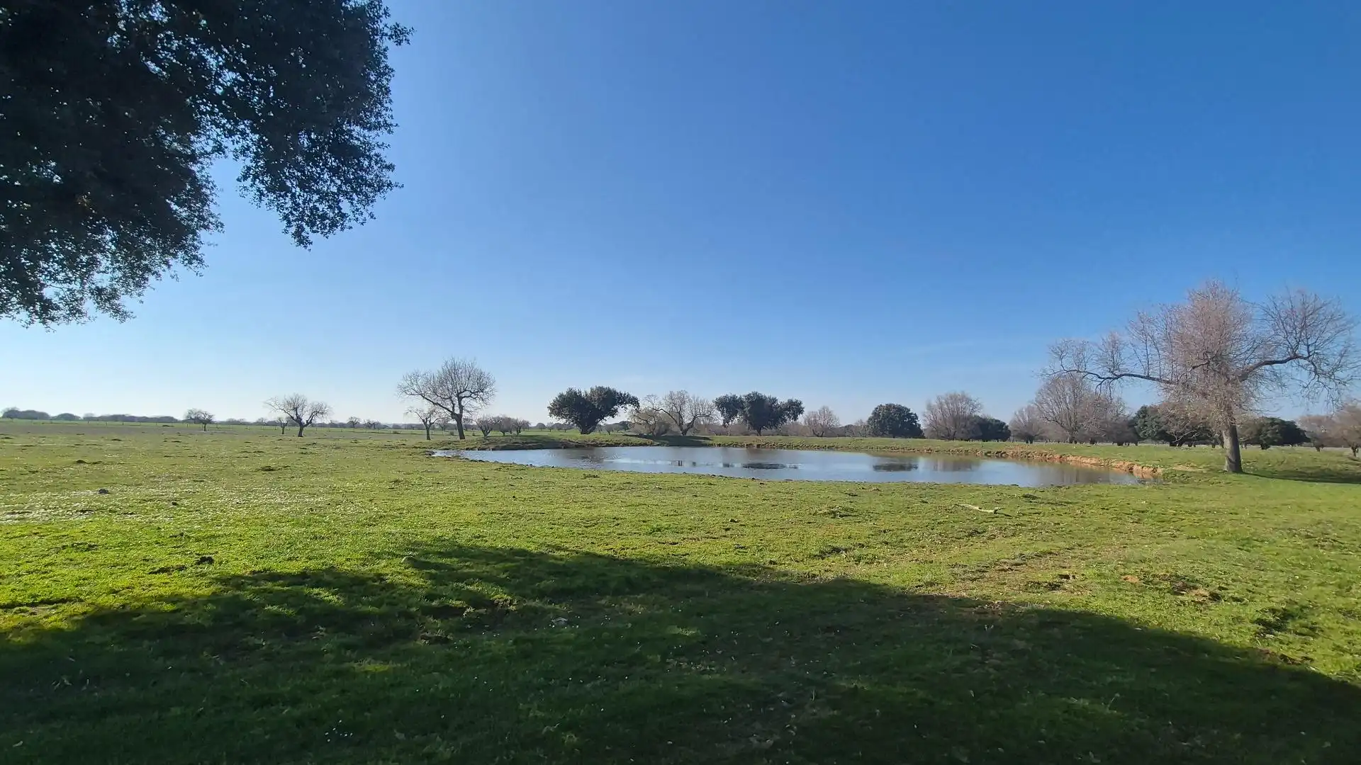 Land for sale in Carrascal del Obispo