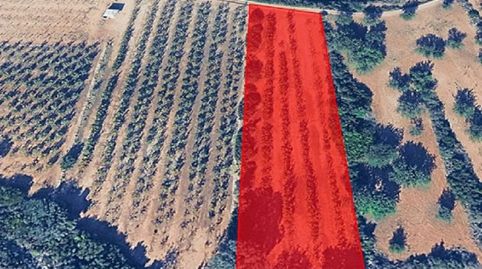 RUSTICALLOMBAY FINCA REGISTRAL 6950, immagine 2