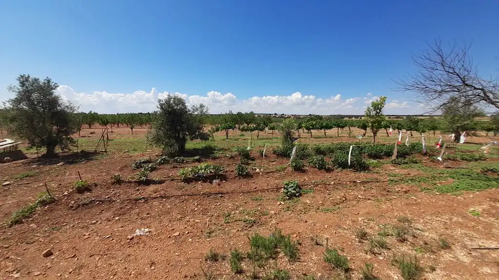 Finca rústica en venta en Munera
