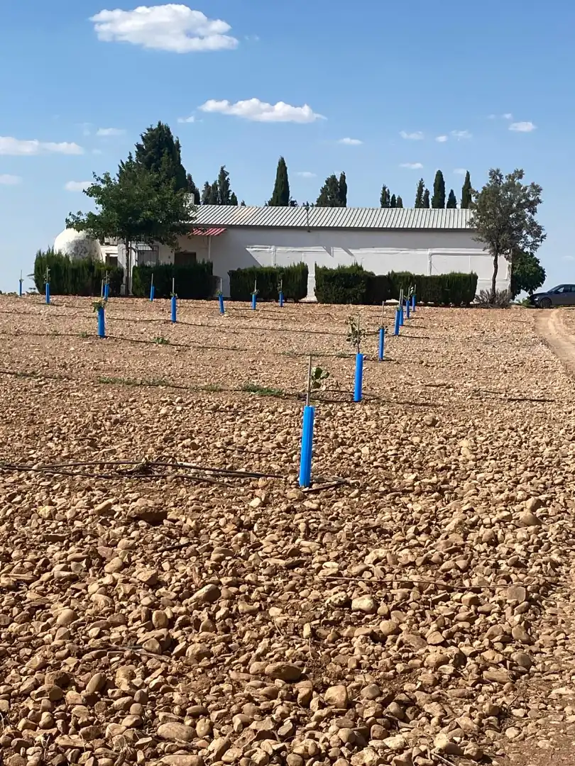 Land for sale in Socuéllamos