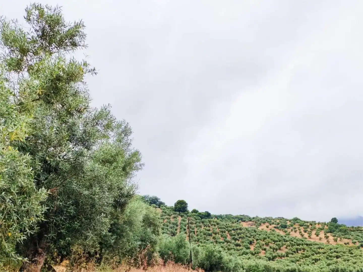 Terreno en venta en Jaén
