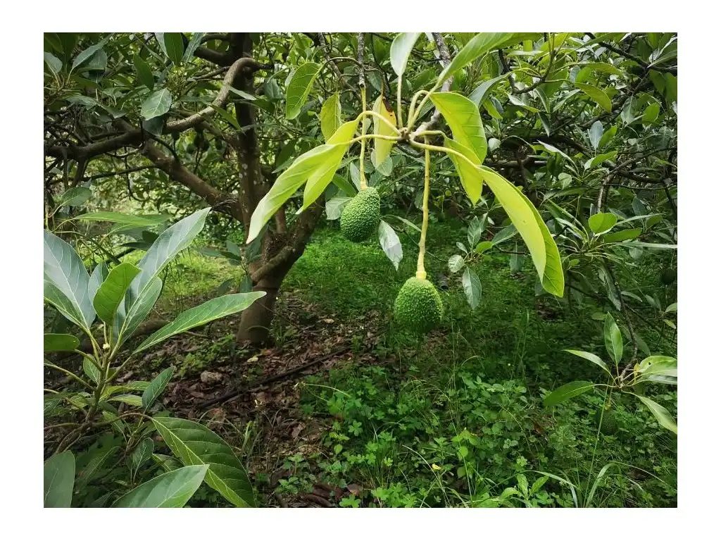 Jardí de Finca rústica en venda en Jubrique