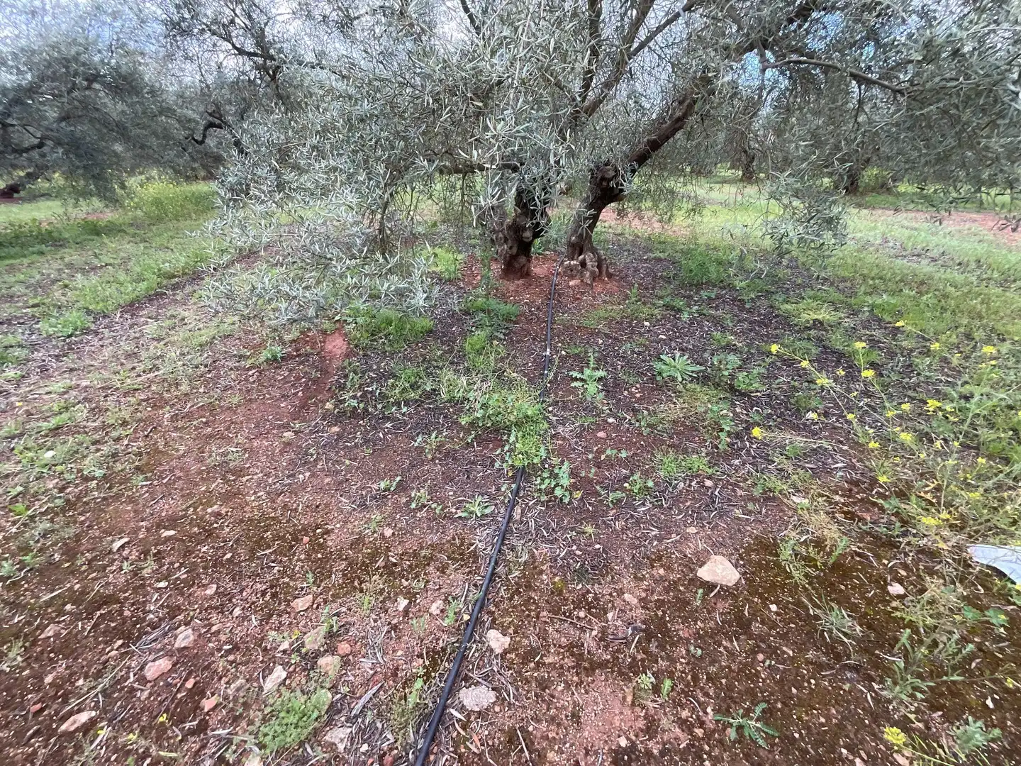 Rustikales Grundstück zum Verkauf in Fuente de Piedra, imagen 4