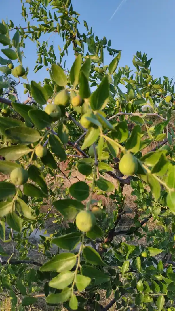 Jardí de Finca rústica en venda en Santa Fe amb Aire condicionat