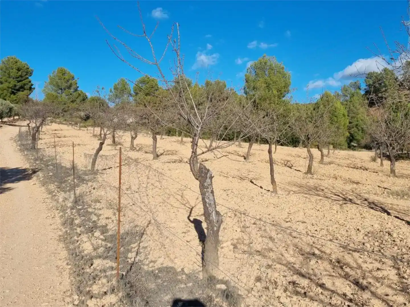 Terreno en venta en Cofrentes