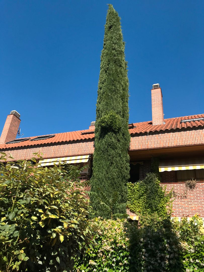 Vista exterior de Casa adosada de lloguer en Pozuelo de Alarcón amb Aire condicionat, Calefacció i Jardí privat