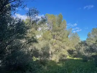 Rural land for sale in Sant Llorenç des Cardassar, imagen 3