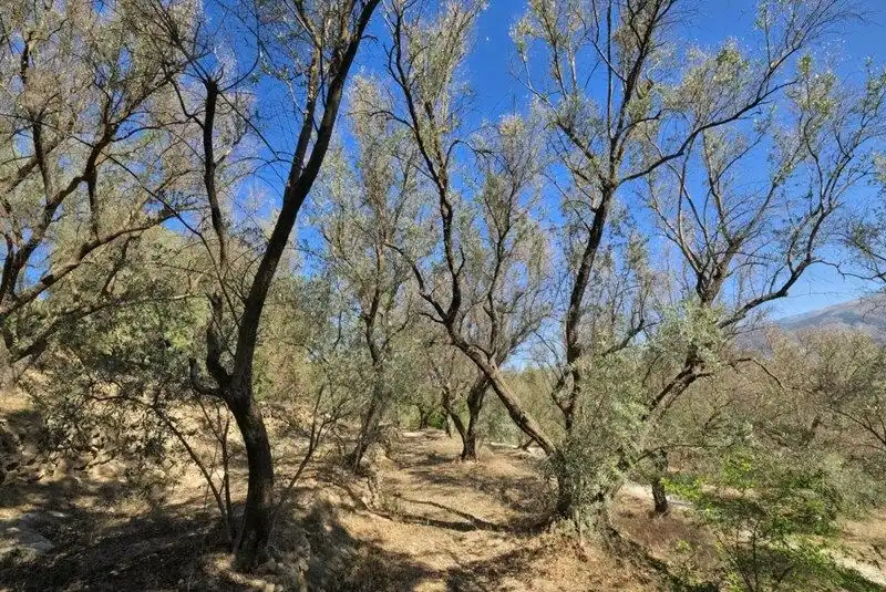 Terreno rustico in vendita a El Pinar, imagen 4