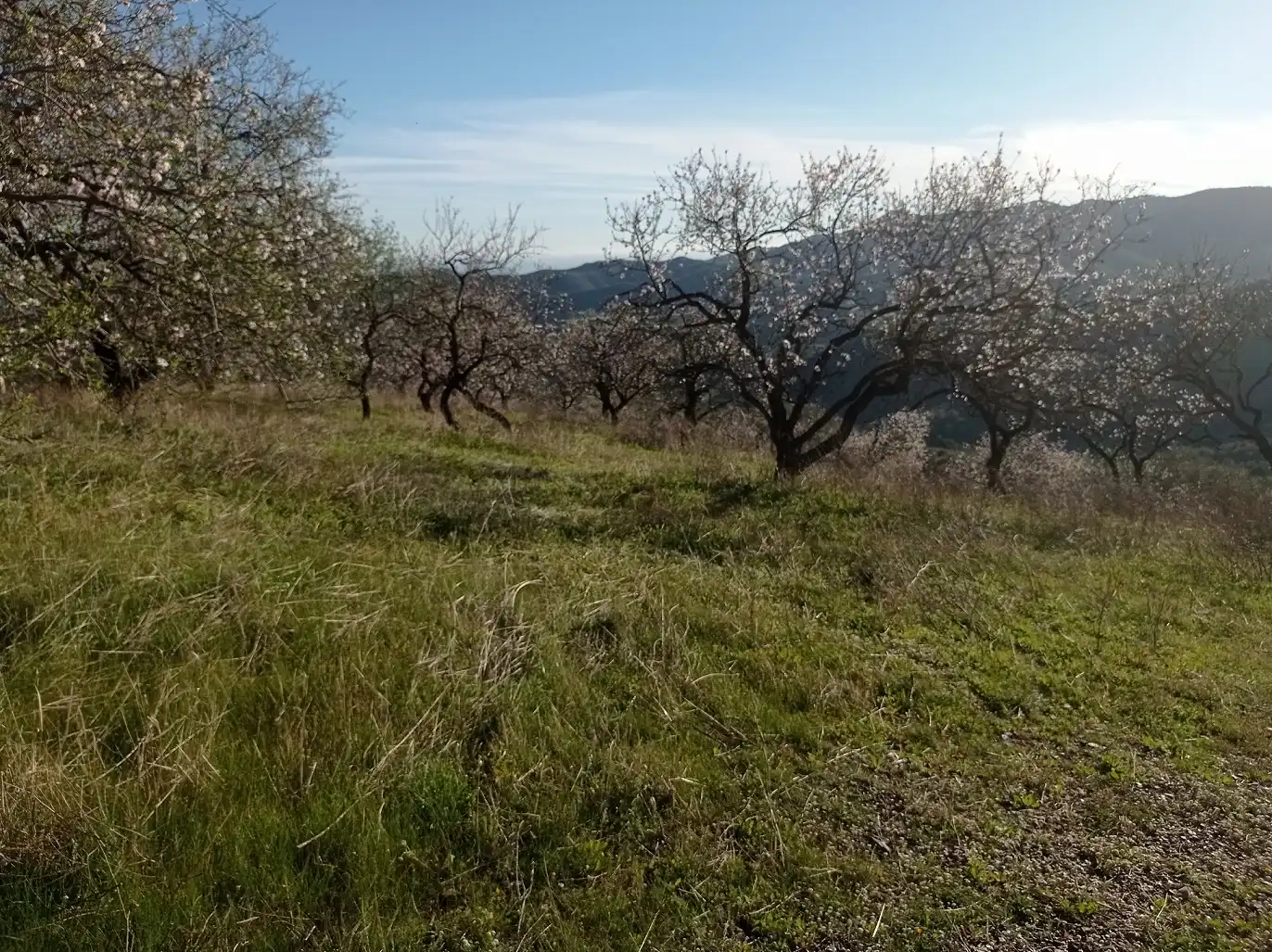 Terreny en venda en Iznate