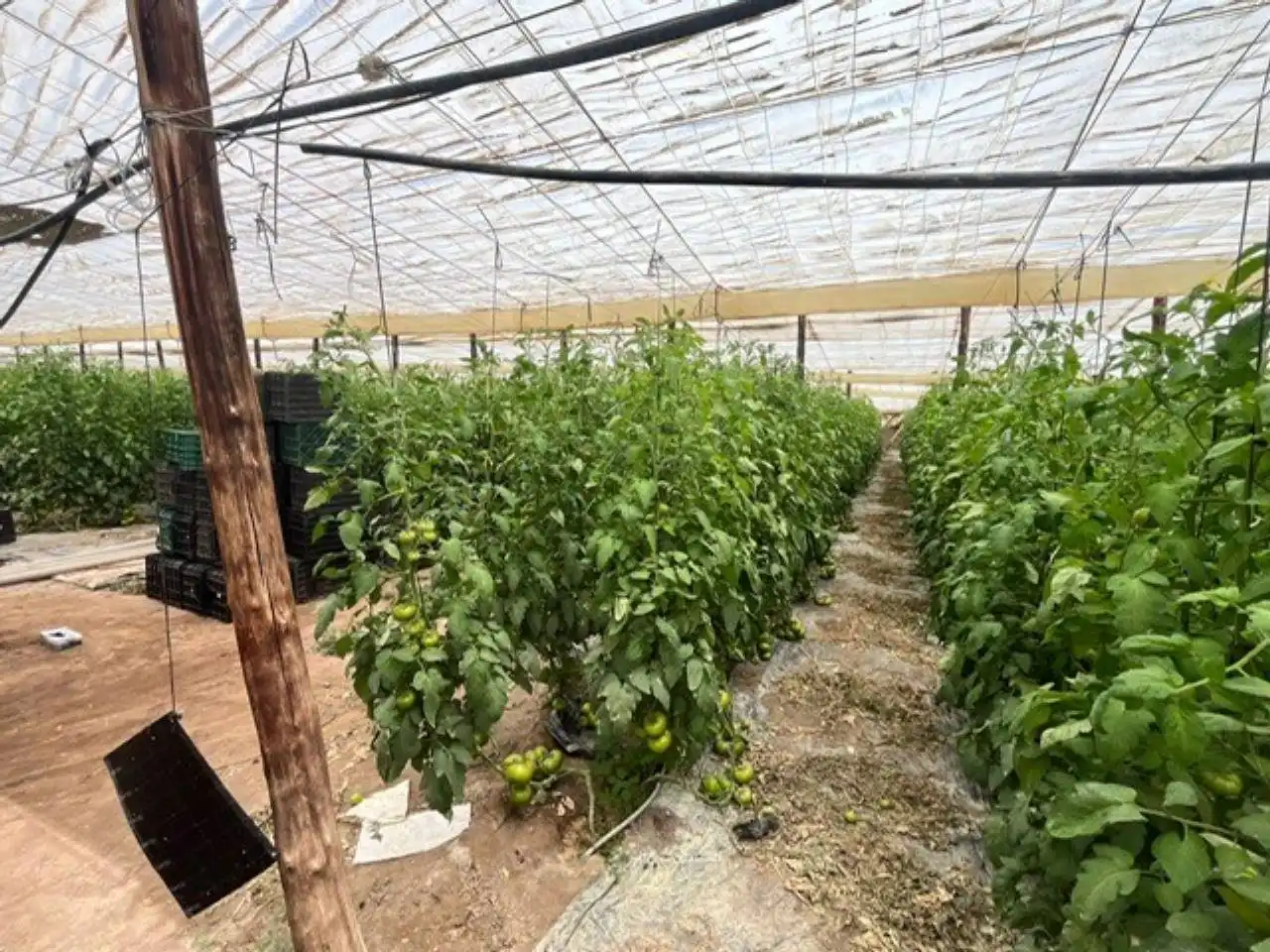 Terreny rústic en venda a Níjar pueblo, imagen 25
