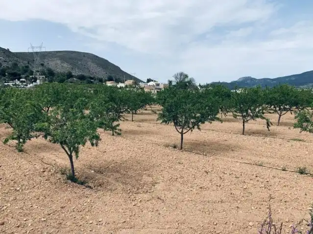 Terreny rústic en venda a La Romana, imagen 3