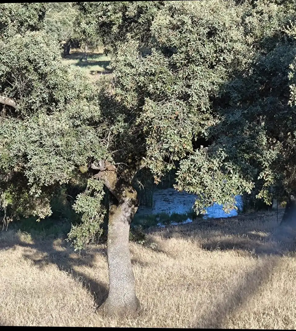 Rural land for sale in Fuente Obejuna, imagen 35