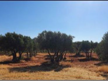 Terrenys i solars en venda a Buenache de Alarcón