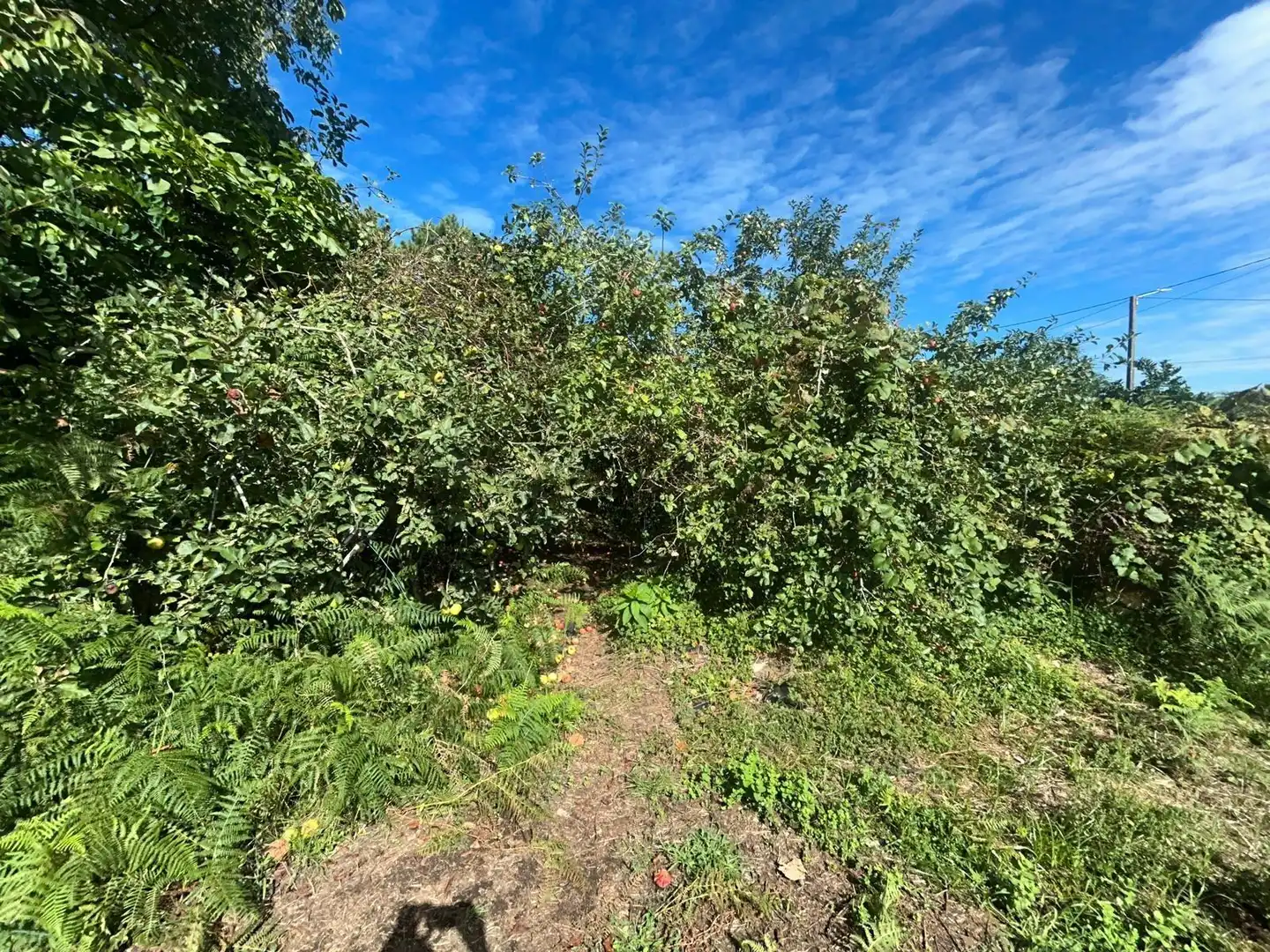 Casa o xalet en venda en Ribeira amb Jardí privat