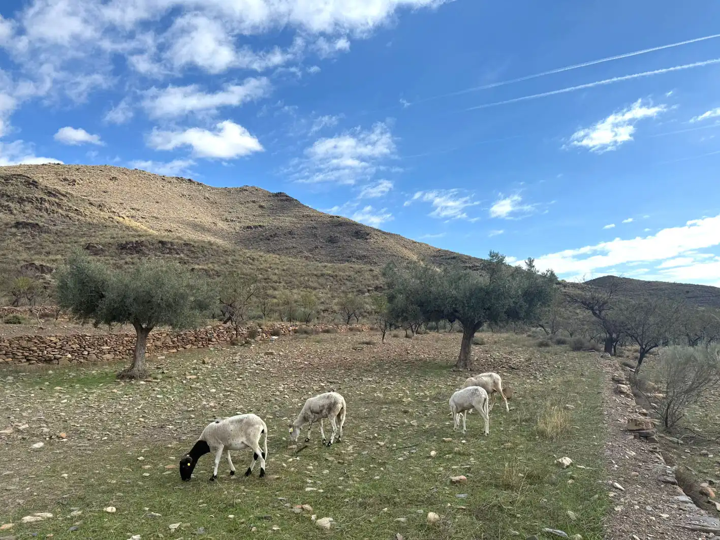 Rural land for sale in Senés, imagen 9