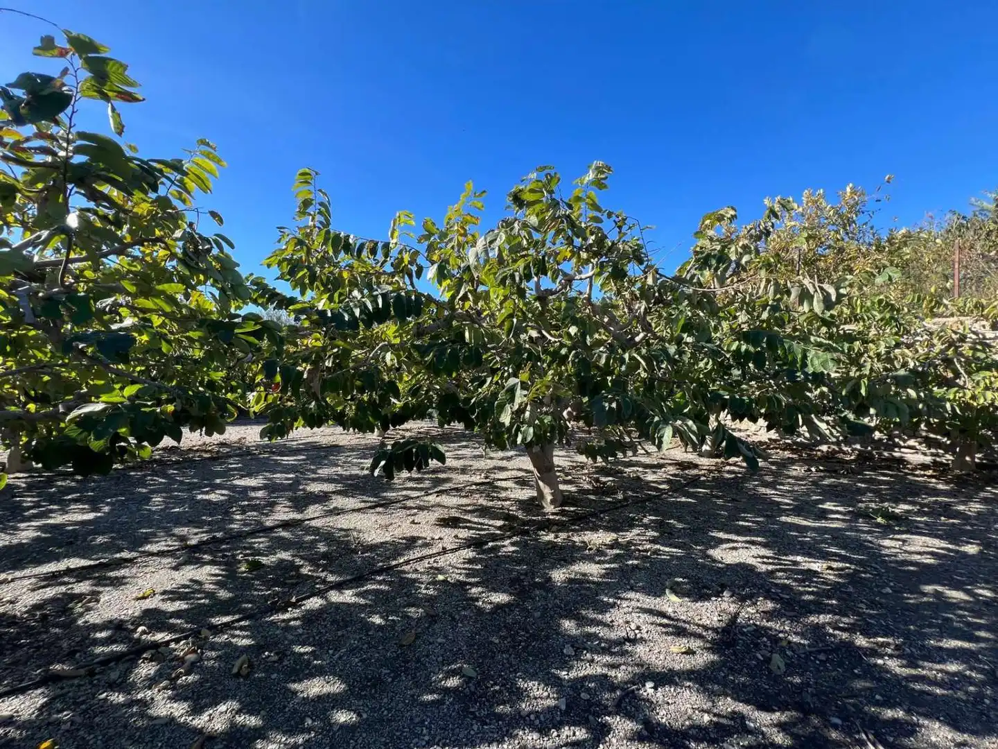 Terrenos y solares en venta en Motril  ciudad, imagen 2