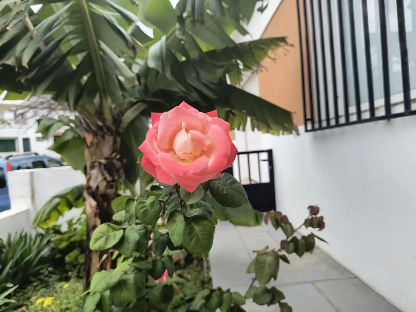 Jardí de Casa o xalet en venda en Buenavista del Norte amb Jardí privat, Terrassa i Forn