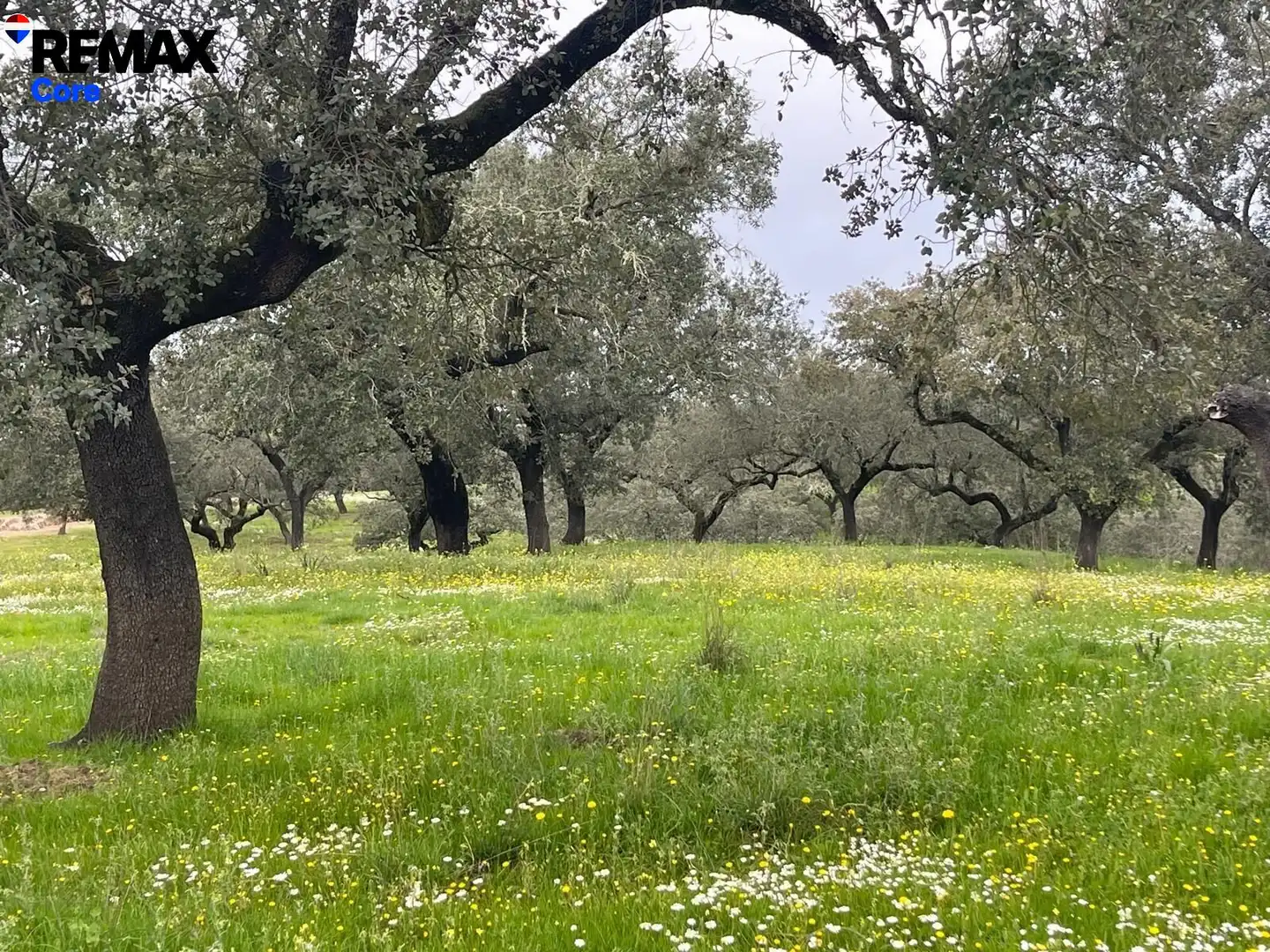 Terreni e lotti in vendita a Jerez de los Caballeros, imagen 3