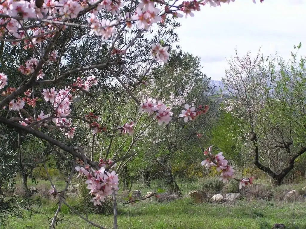 Garden of Land for sale in El Castell de Guadalest