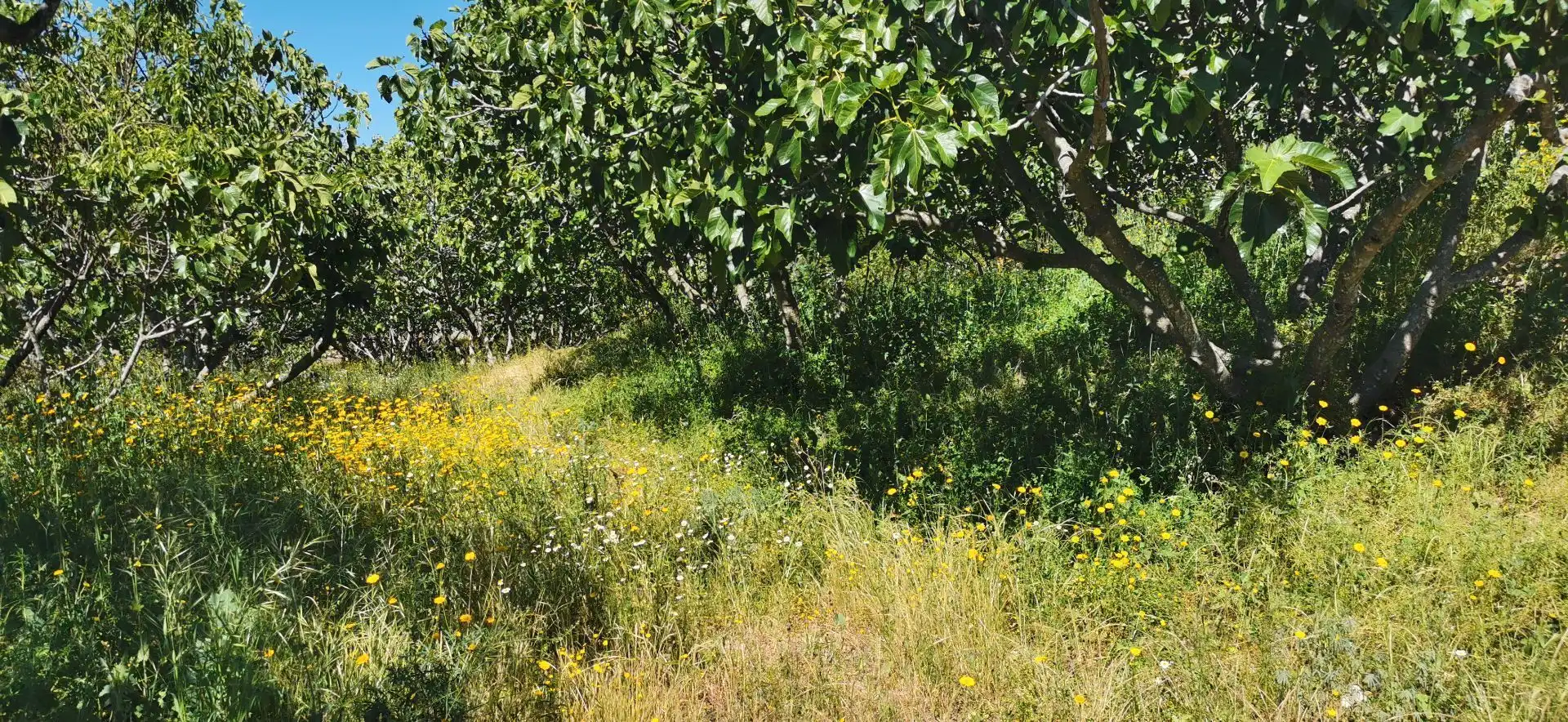 Terreni e lotti in vendita a Valverde de la Vera, imagen 2