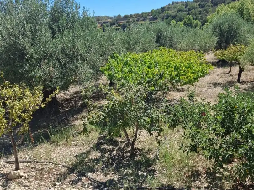 Grundstücke zum Verkauf in Beniardà