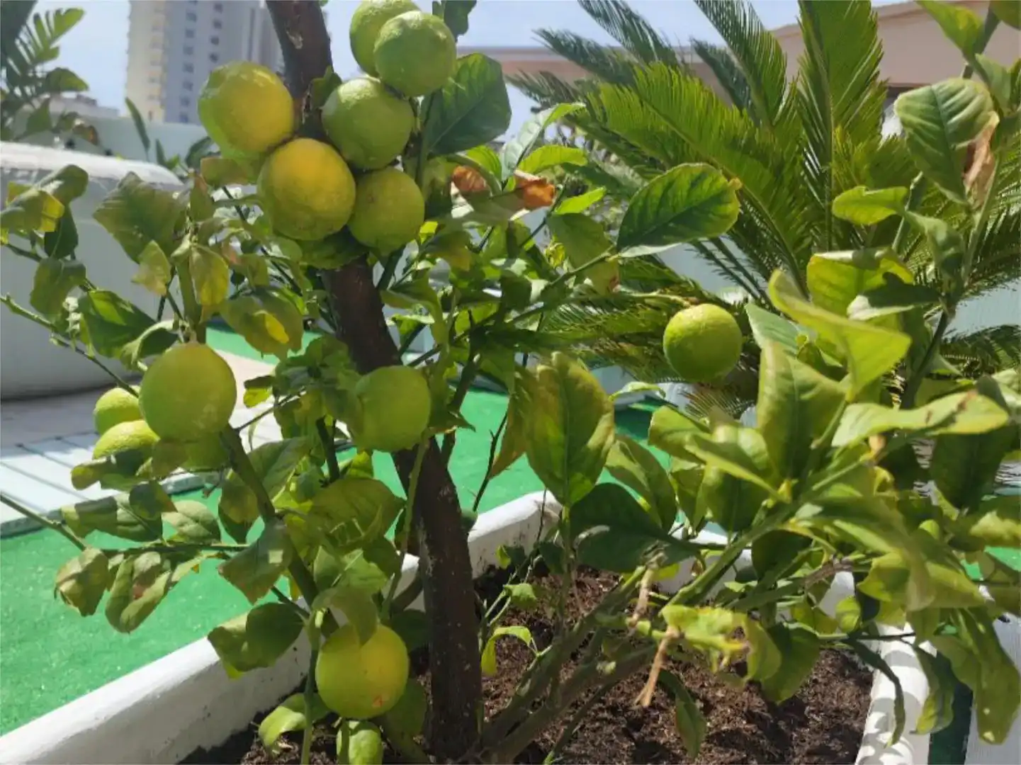 Jardí de Àtic en venda en Sant Llorenç des Cardassar amb Aire condicionat, Parquet i Moblat