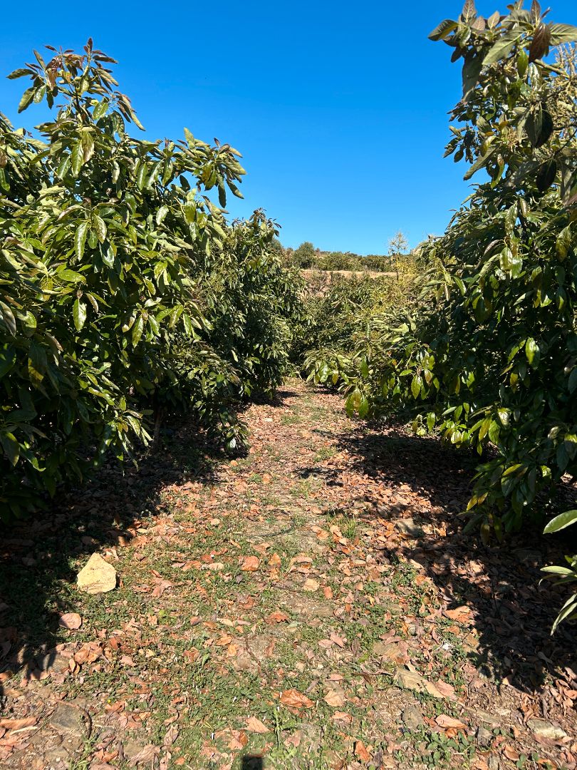 Land for sale in Vélez-Málaga