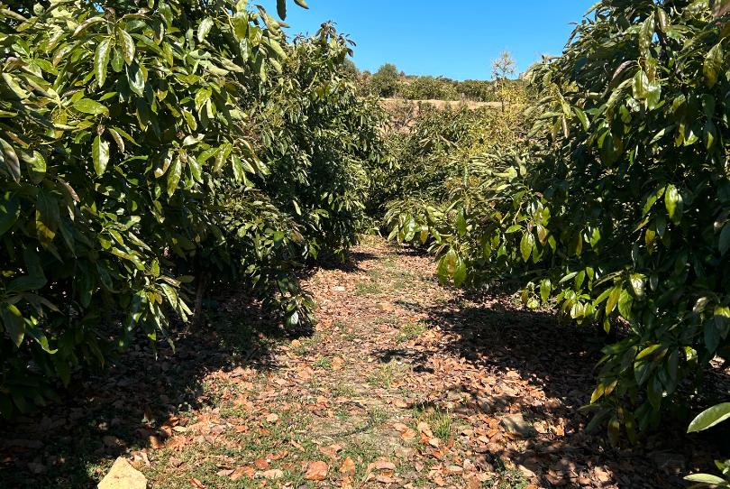 Photo 1 of Land for sale in Diseminado Cabrillas, 296, Camino Viejo de Málaga, Málaga