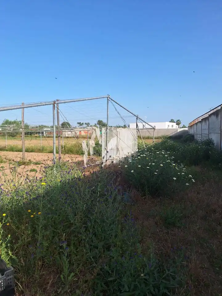 Terreni e lotti in vendita a Pedanías Norte, imagen 14