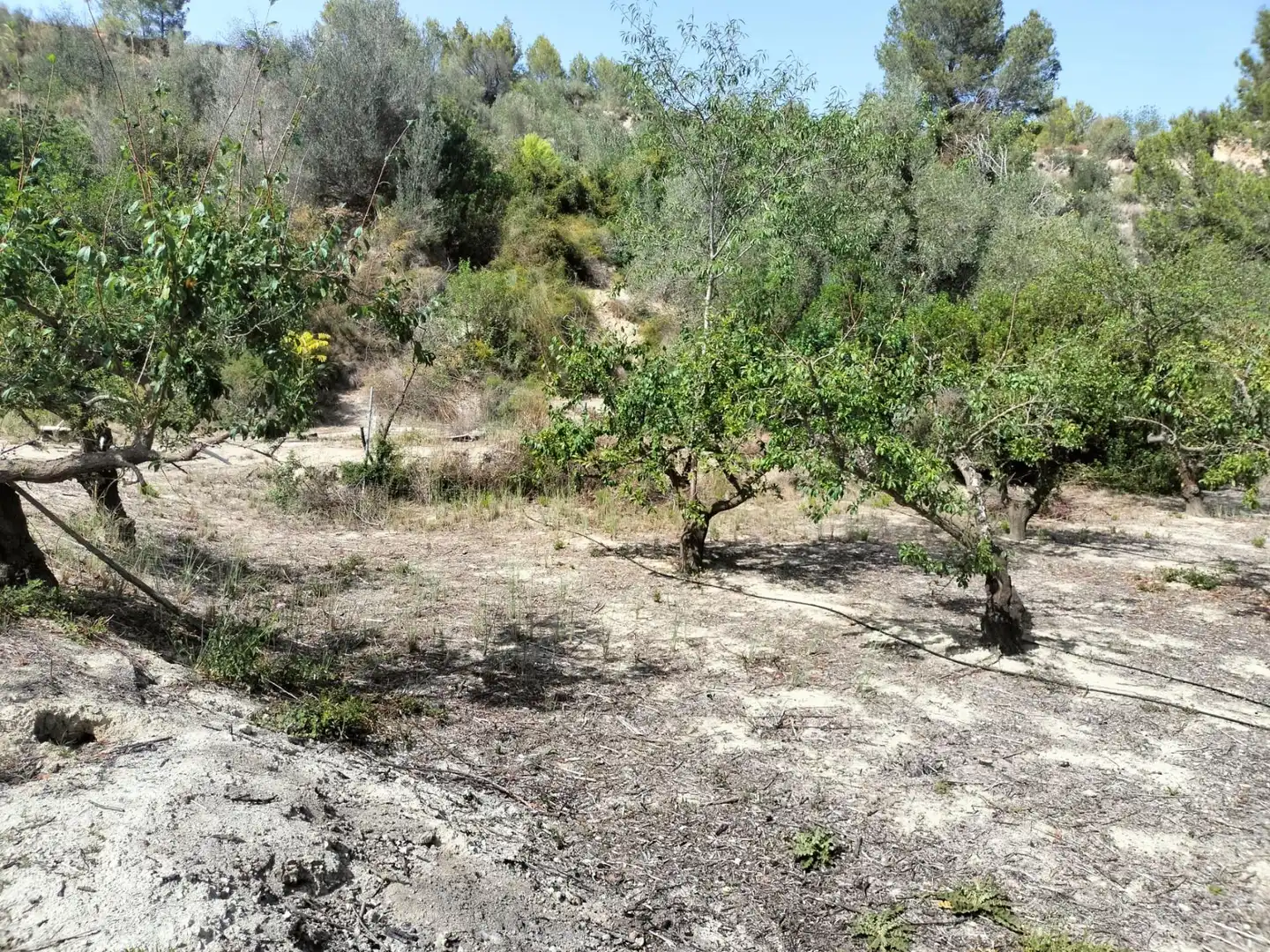 Local en venta en L'Alcúdia de Crespins