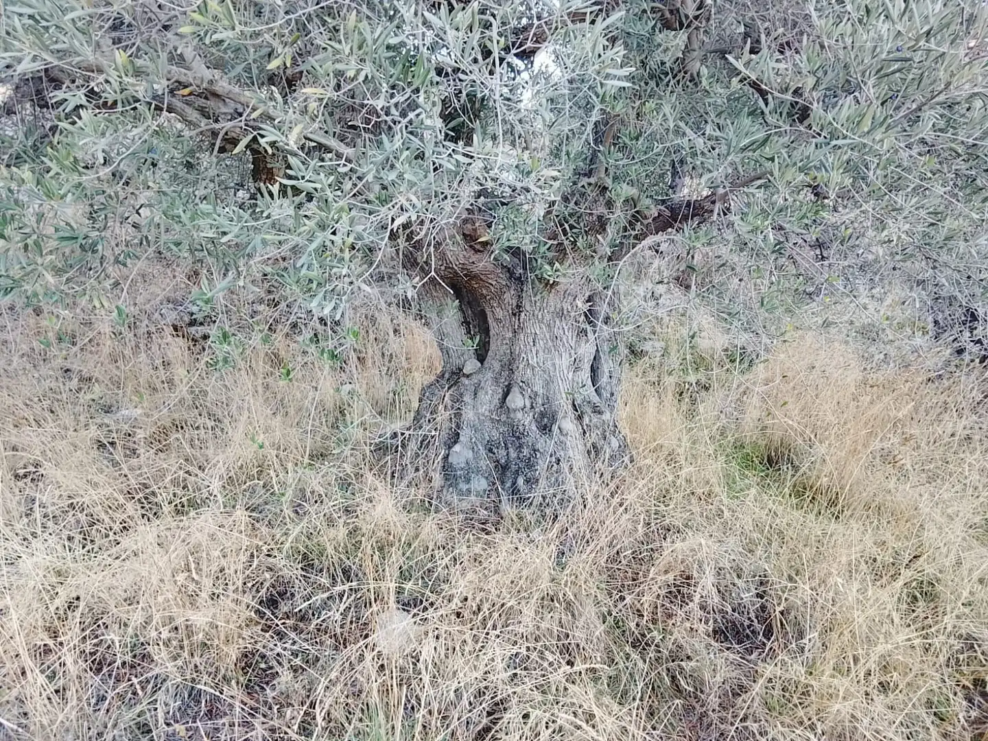 Terreni e lotti in vendita a El Hoyo de Pinares, imagen 4