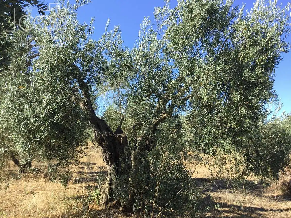 Terreni e lotti in vendita a Almonte ciudad, imagen 11