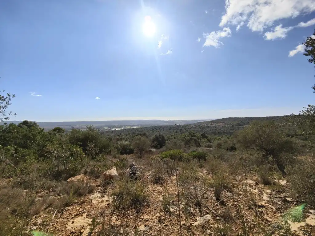 Terreny rústic en venda a Llevant, imagen 18