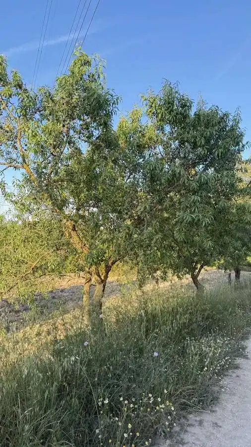 Xalet amb jardí en venda a La Fatarella, imagen 2