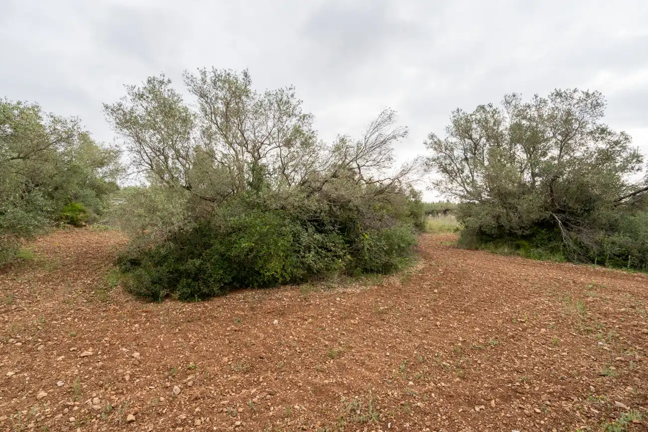 Terreno en venta en Mas de Barberans