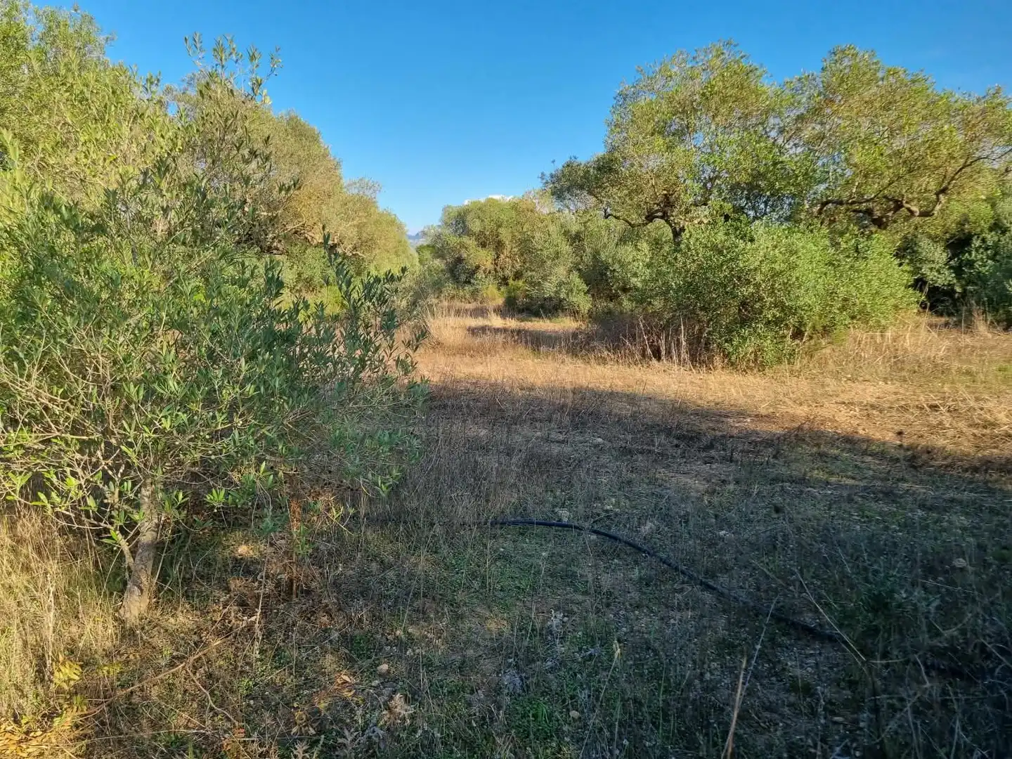 Grundstücke und Bauplätze zum Verkauf in poligono 14 parcela 31 Ginestar, imagen 5