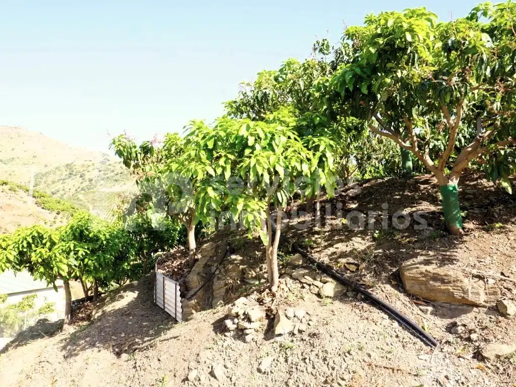 Finca rústica en venda a Diseminados Cortijo Lagar Del Rio (Diseminado), Centro Histórico