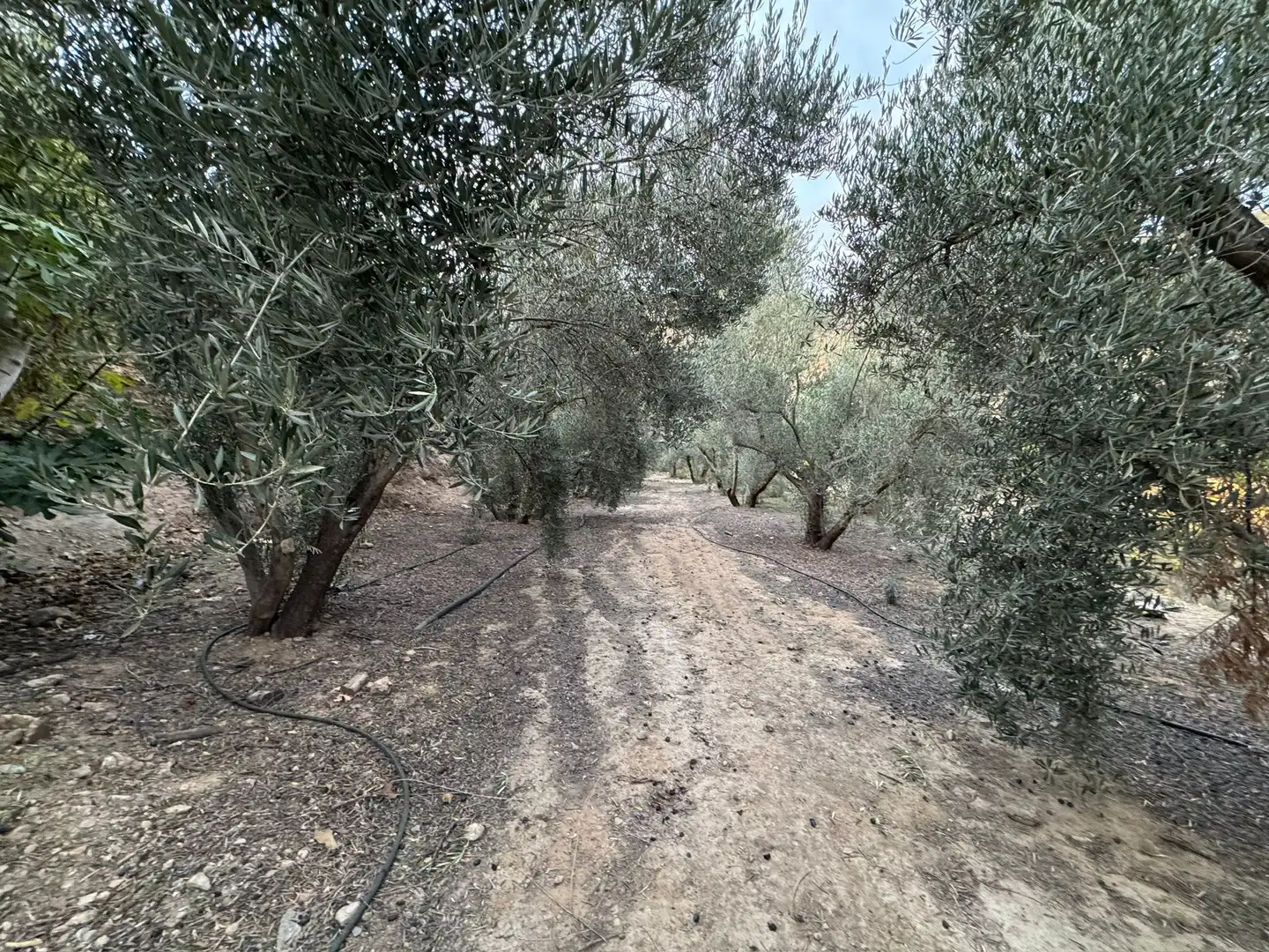 Terreno rustico in vendita a Lecrín, imagen 9