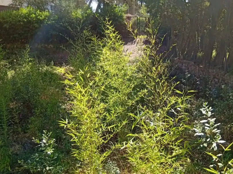 Garden of Residential for sale in Begur