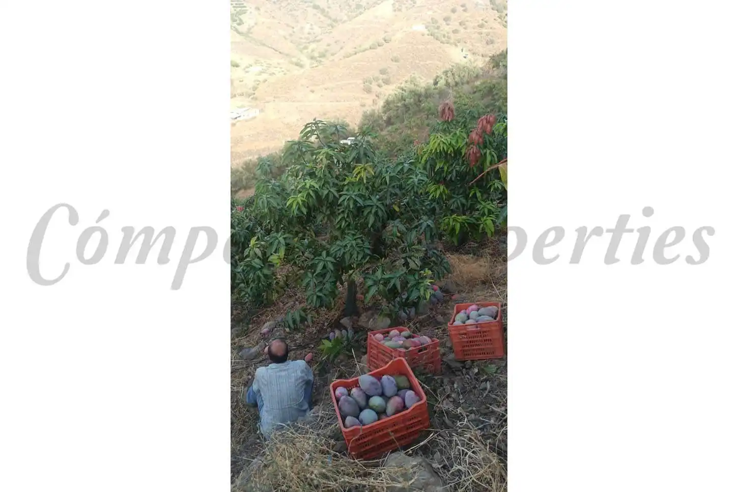 Terreno rústico en venta en Frigiliana, imagen 6