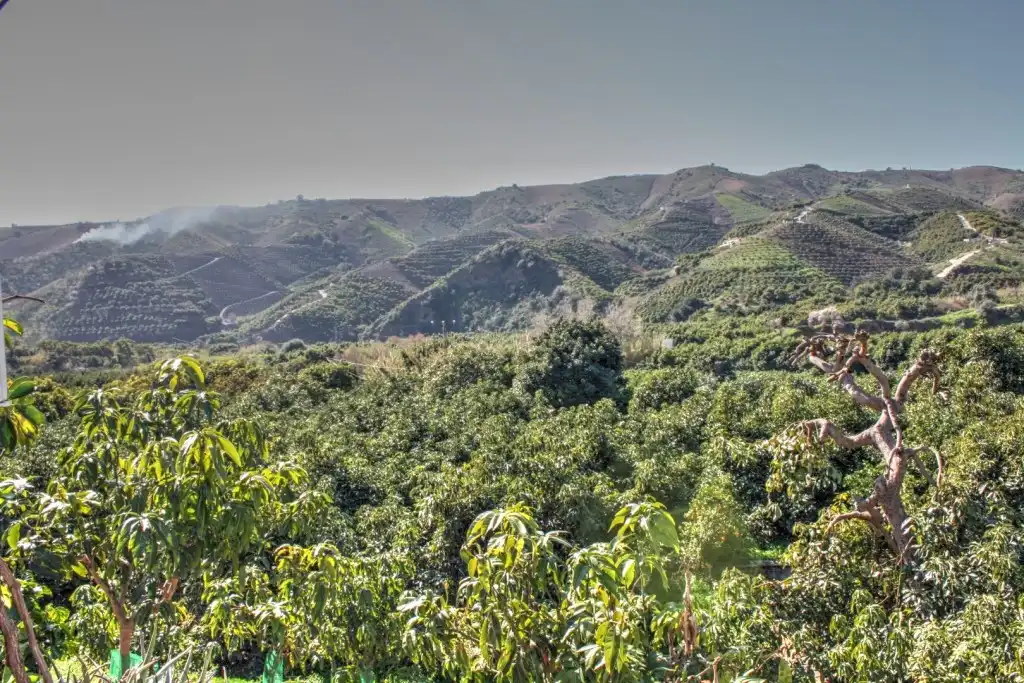 Vista exterior de Finca rústica en venta en Benamargosa con Aire acondicionado, Jardín privado y Terraza