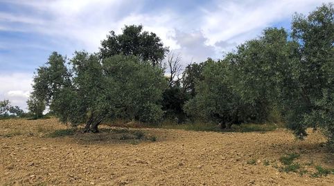 TERRENO EN VENTA HAZA DE ATANARES Y COLLADO ANTEQUERA, imatge 3