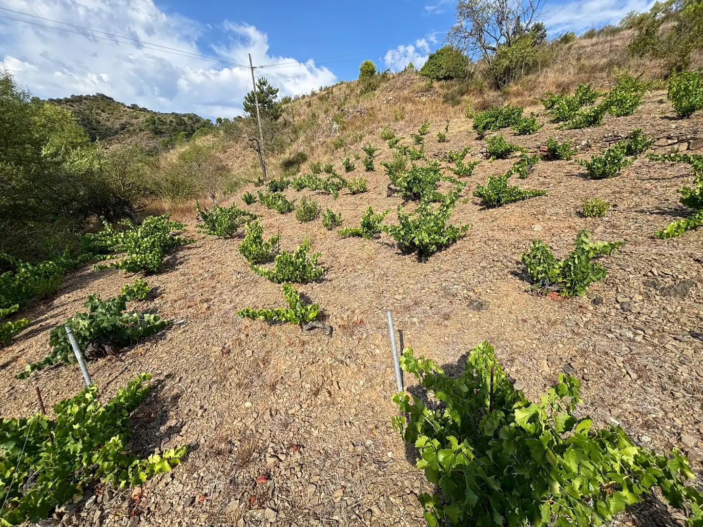 Terreno rústico en venta en Porrera, imagen 9