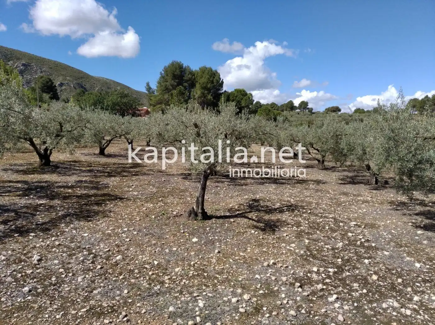 Finca rústica en venta en Ontinyent