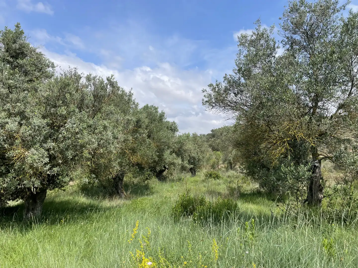 Rustikales Grundstück zum Verkauf in Murillo de Río Leza - EL QUIÑON