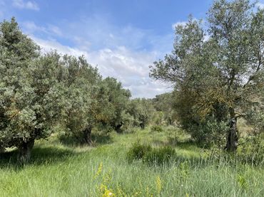Rustikales Grundstück zum Verkauf in Murillo de Río Leza - EL QUIÑON