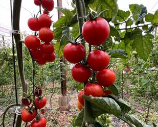 Jardí de Terreny en venda en Rubite