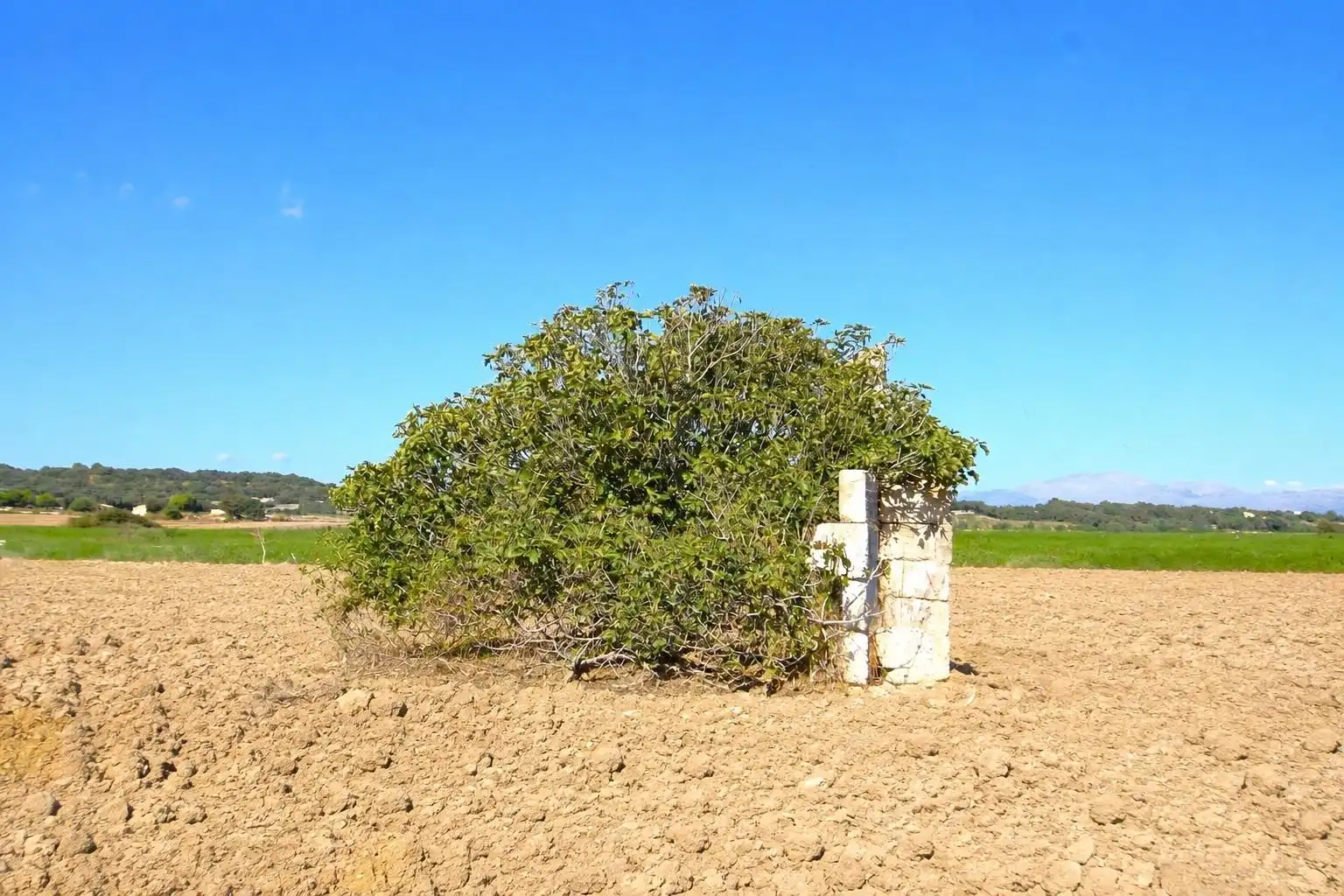 Rural land for sale in Muro, imagen 7