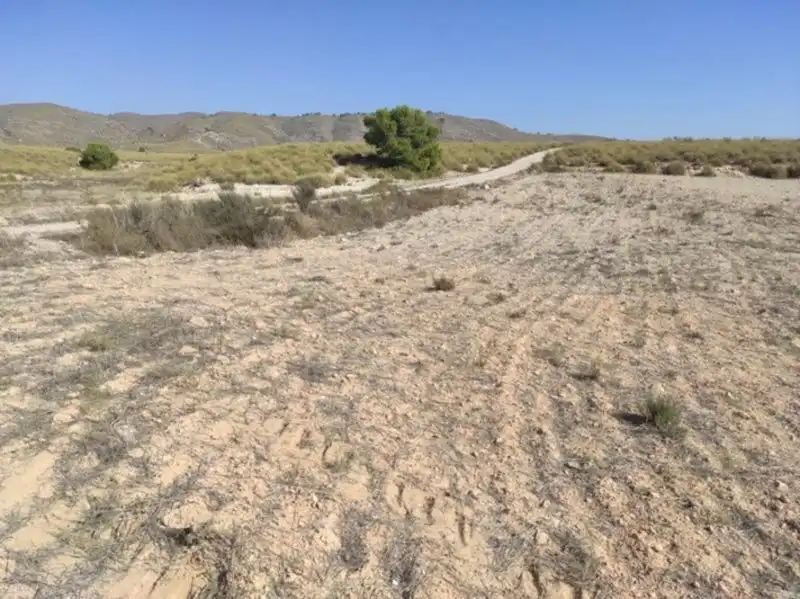 Land for sale in Cieza